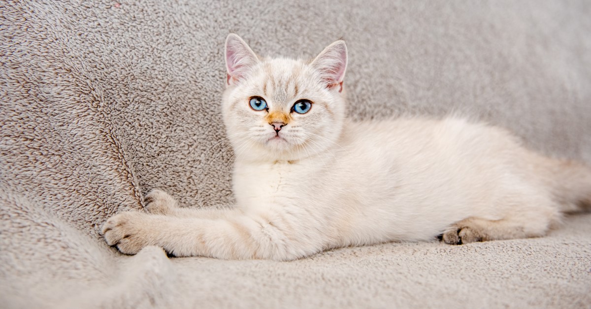 Why Are White Cats With Blue Eyes Deaf?
